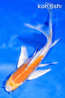 5" HARIWAKE BUTTERFLY