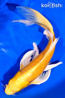 8.5" YAMABUKI OGON BUTTERFLY