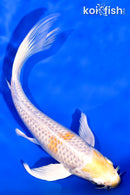 7" HARIWAKE BUTTERFLY