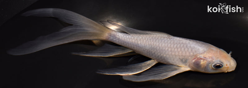 6" SOROGOI BUTTERFLY