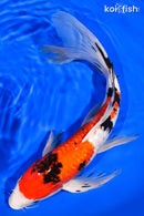 13.25" GINRIN SANKE BUTTERFLY