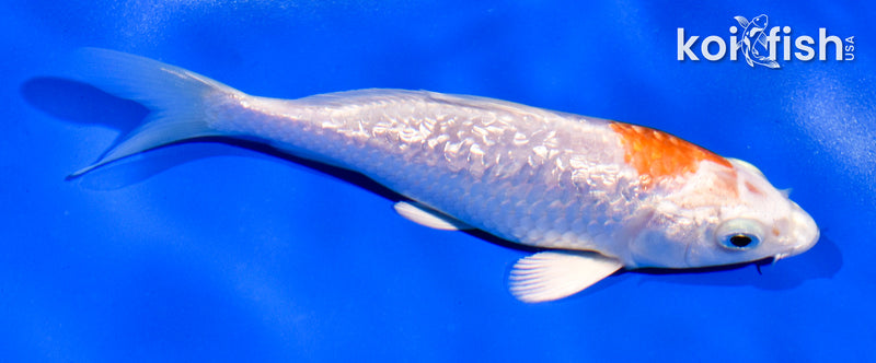 5" GINRIN HARIWAKE