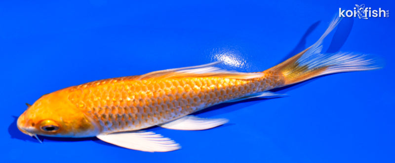 6" GINRIN ORENJI OGON BUTTERFLY