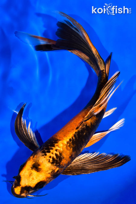 8.25" KIN HI UTSURI