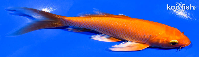 5.5" ORENJI OGON BUTTERFLY