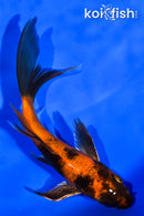 5" KIN HI UTSURI BUTTERFLY