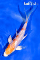 5.5" KIKUSUI BUTTERFLY