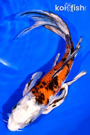 7.5" YAMATO NISHIKI BUTTERFLY