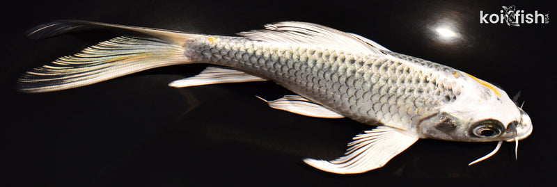 6.75" GIN MATSUBA BUTTERFLY