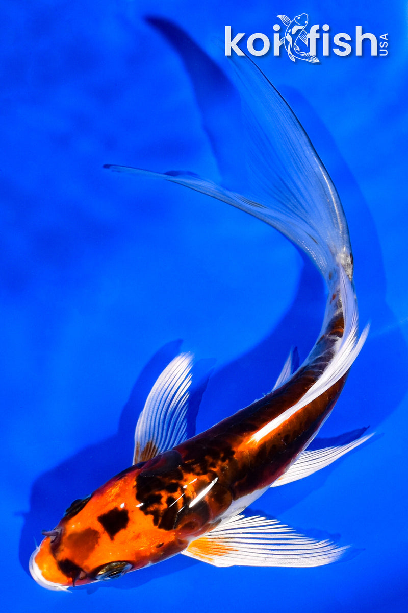 5.75" BENI KIKOKURYU BUTTERFLY