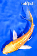 5" YAMABUKI OGON BUTTERFLY