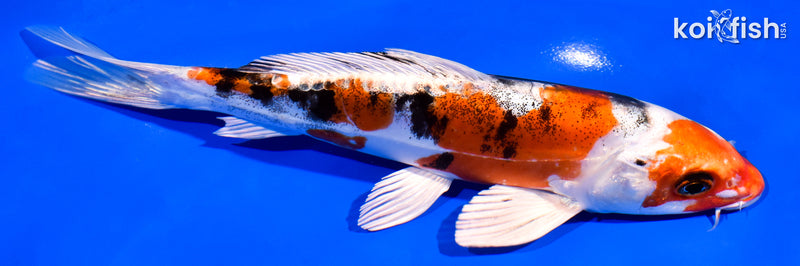 7.5" HEISEI NISHIKI
