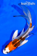 5.5" KUJAKU BUTTERFLY