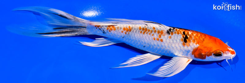 7.75" YAMATO NISHIKI BUTTERFLY