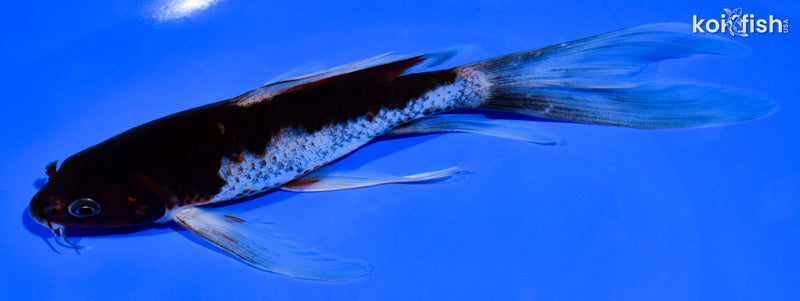 7.5" BENI MATSUKAWABAKE BUTTERFLY