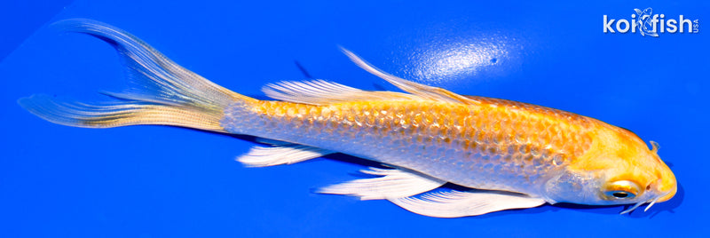 5.75" GINRIN HARIWAKE BUTTERFLY