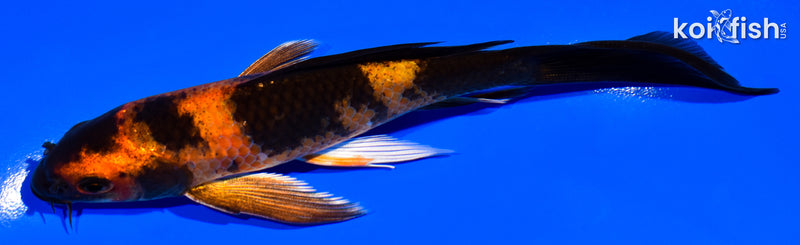 5.5" KIN HI UTSURI BUTERFLY