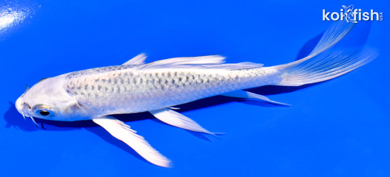 5.25" GIN MATSUBA BUTTERFLY