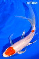 7.5" MARUTEN HARIWAKE BUTTERFLY