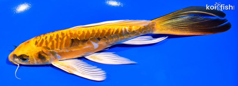 8" KIN KIKOKURYU BUTTERFLY