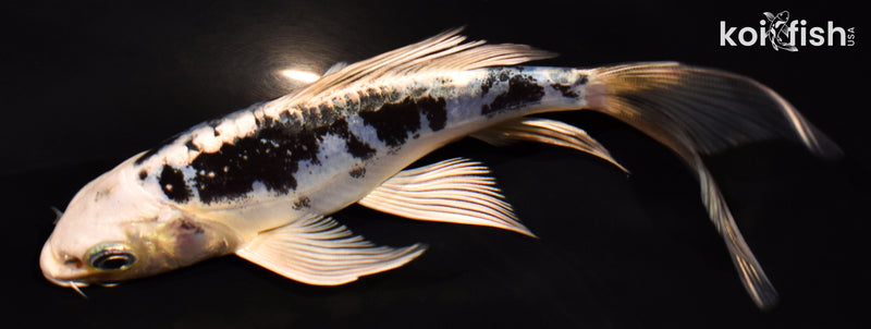 5.25" DOITSU GIN SHIRO BEKKO BUTTERFLY