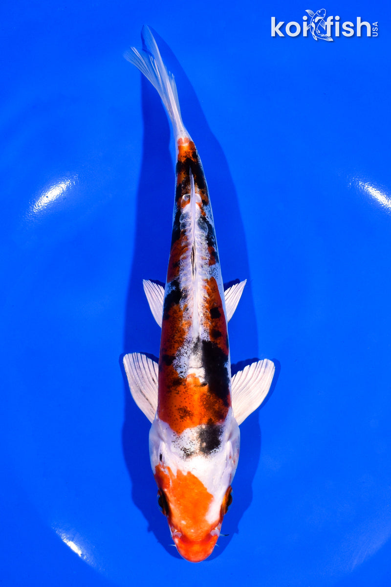 7.5" HEISEI NISHIKI