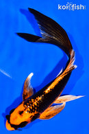 5.75" ORENJI MATSUBA BUTTERFLY