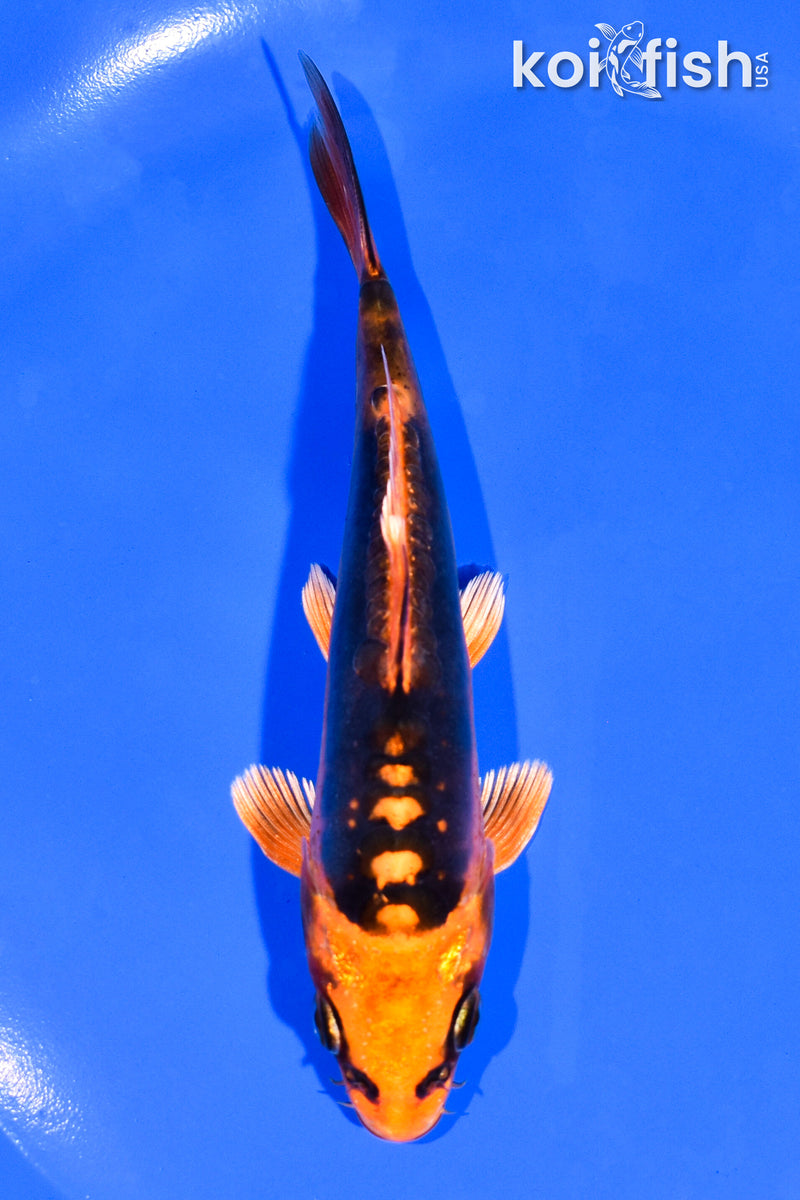 5" BENI KIKOKURYU