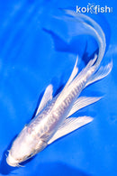 5.5" GINRIN DOITSU PLATINUM OGON BUTTERFLY