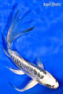 7.25" KIN KIKOKURYU BUTTERFLY