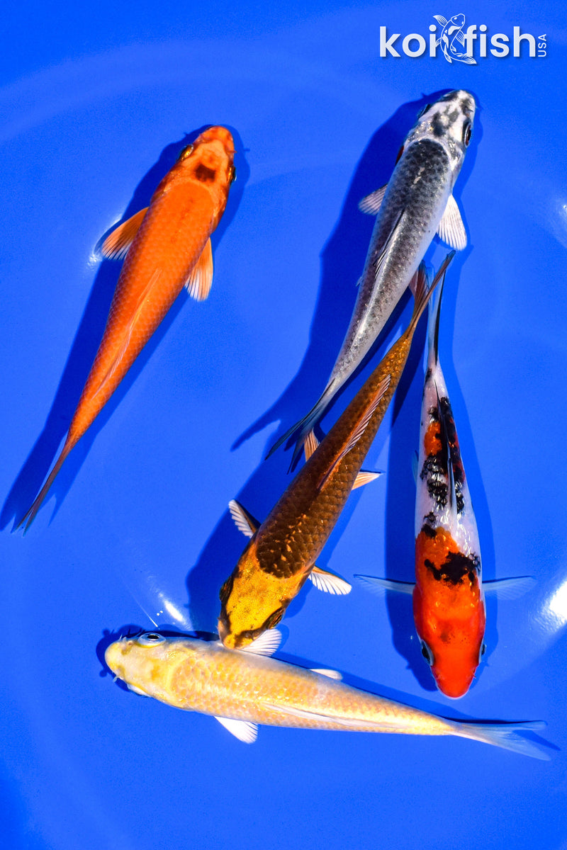 PACK OF (5) 4-5" STANDARD KOI