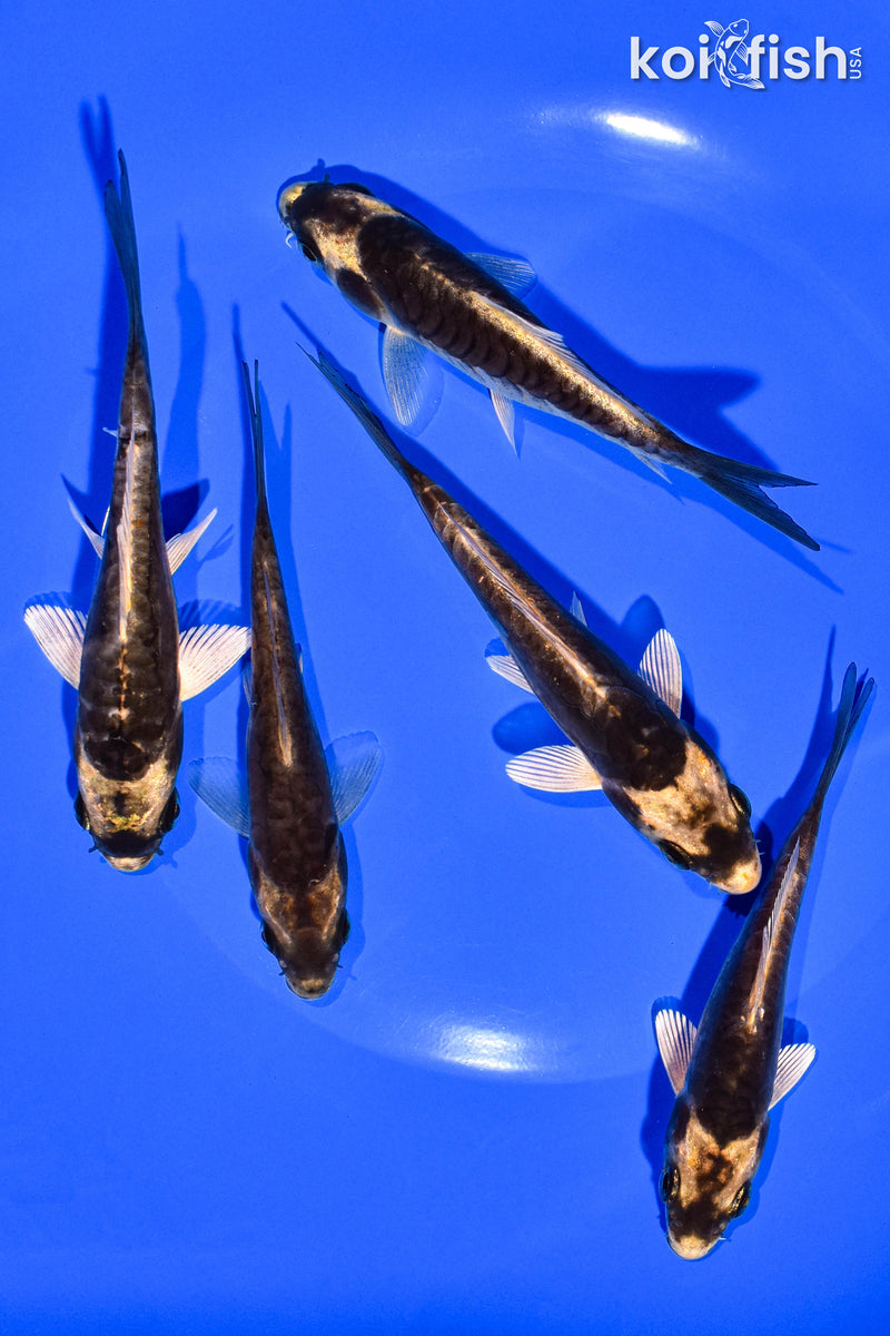 PACK OF (5) 4-5" STANDARD KOI