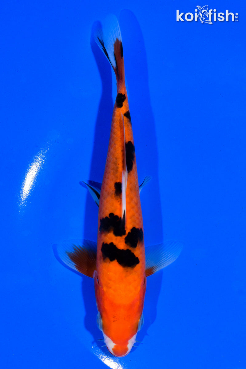 6.5" AKA SANKE