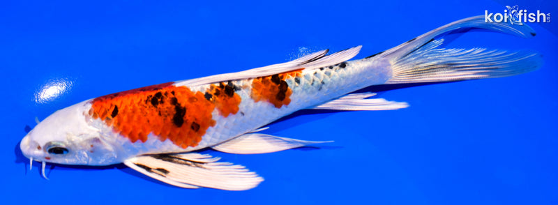 8" YAMATO NISHIKI BUTTERFLY
