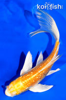 5.5" GINRIN YAMABUKI OGON BUTTERFLY