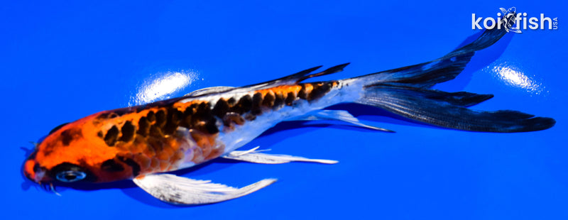 6.25" BENI KIKOKURYU BUTTERFLY