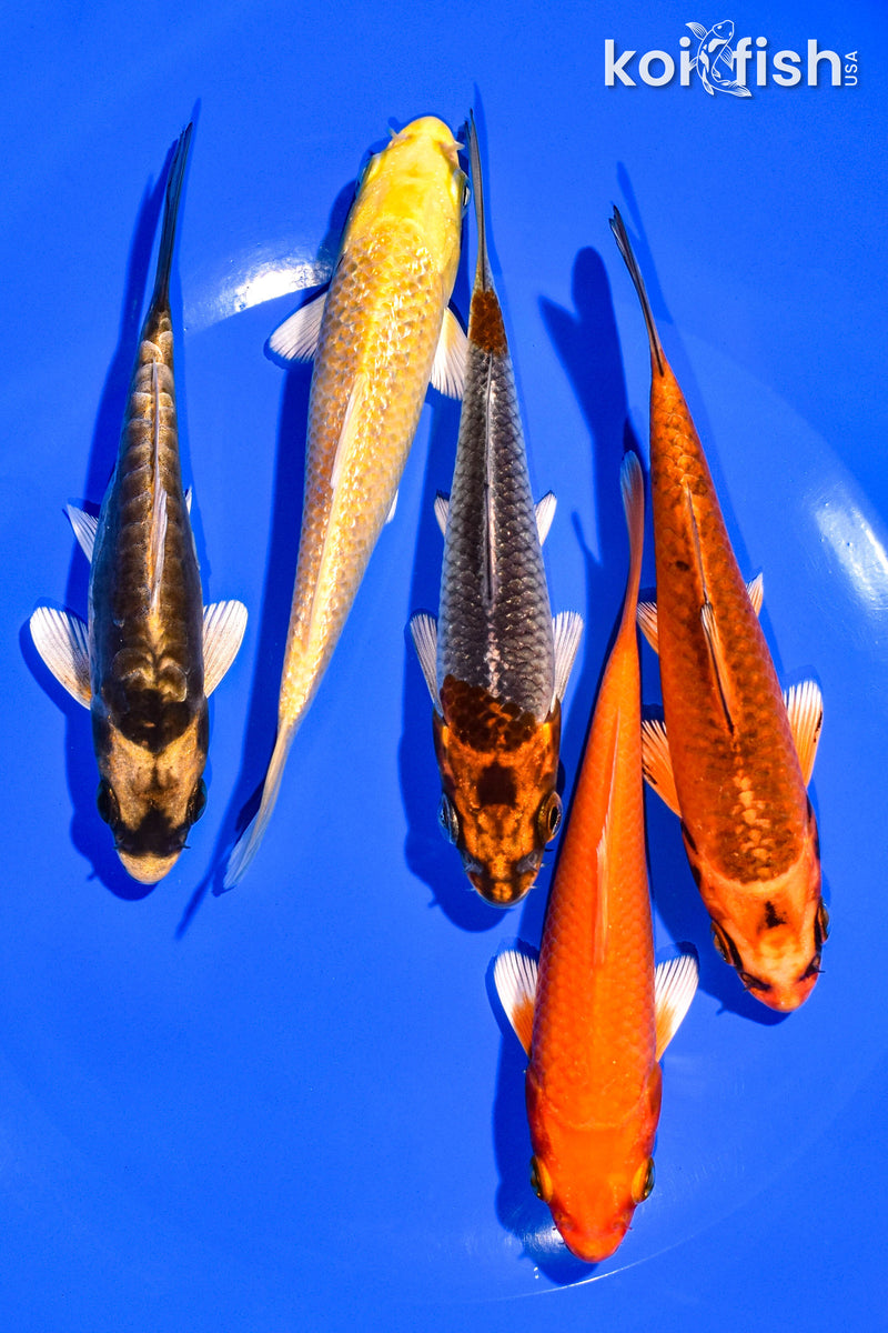 PACK OF (5) 4-5" STANDARD KOI