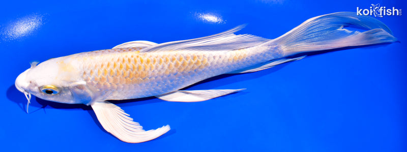 8" LEMON HARIWAKE BUTTERFLY