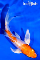 4" GINRIN HARIWAKE BUTTERFLY