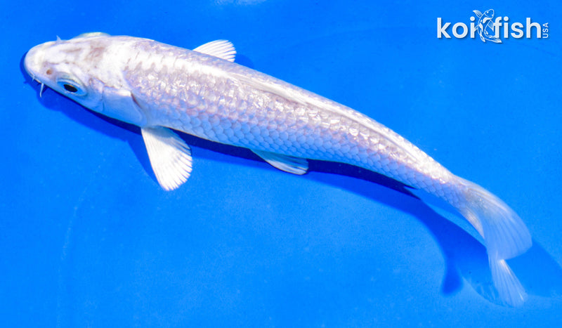 5" GINRIN PLATINUM OGON