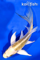 5.5" KUJAKU BUTTERFLY