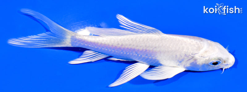 4" PLATINUM OGON BUTTERFLY