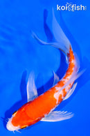 5.5" HARIWAKE BUTTERFLY