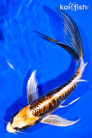 6.75" KIN KIKOKURYU BUTTERFLY