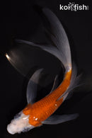 5.5" OCHIBA SHIGURE BUTTERFLY