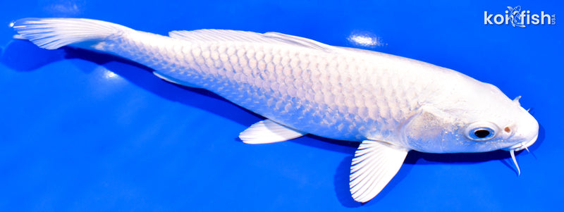 8" PLATINUM OGON