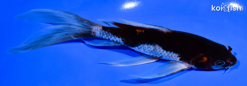 7.5" BENI MATSUKAWABAKE BUTTERFLY