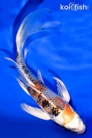 6" YAMATO NISHIKI BUTTERFLY