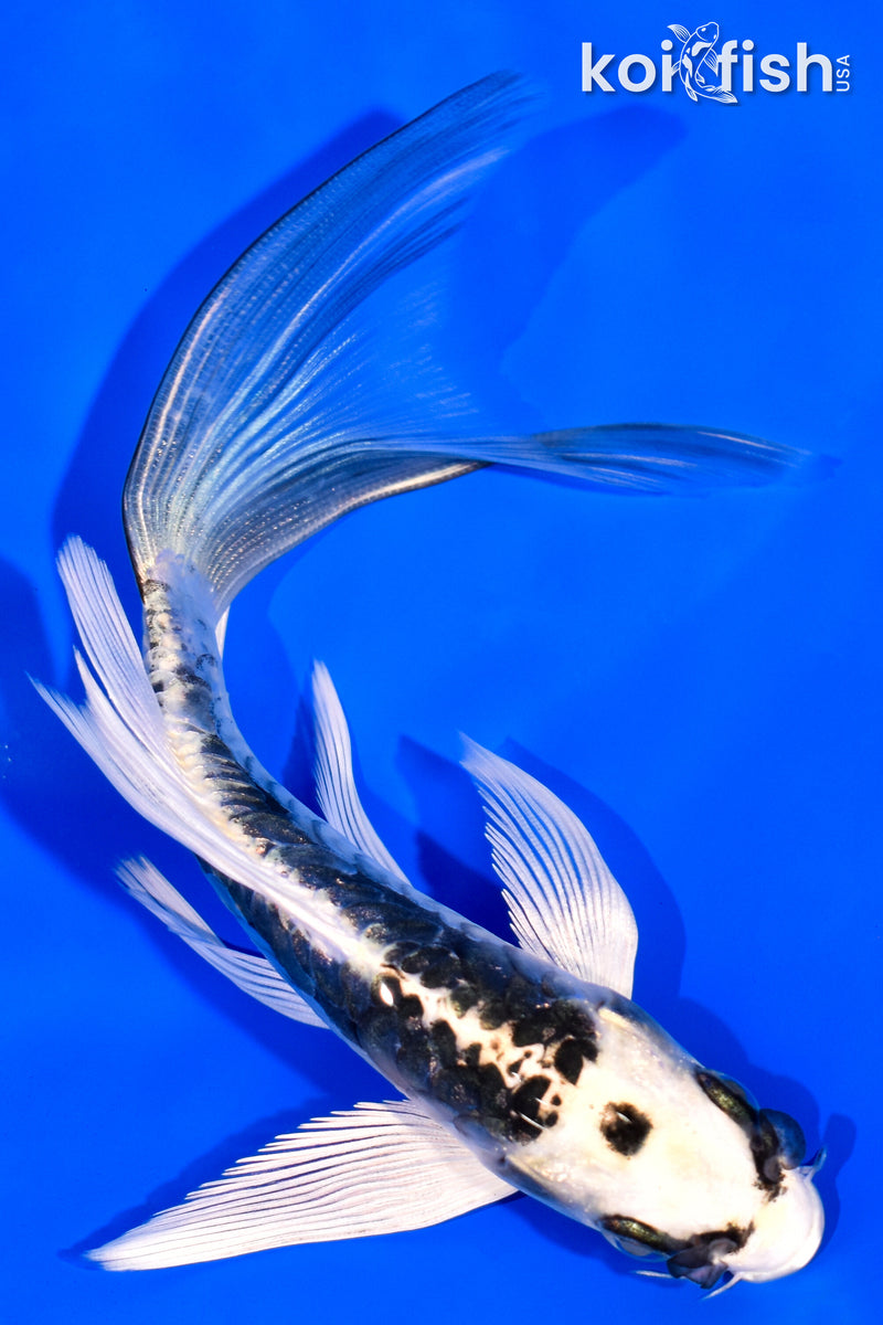 5.75" ARAGOKE KIKOKURYU BUTTERFLY