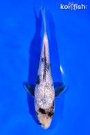 6" GINRIN SHIRO UTSURI